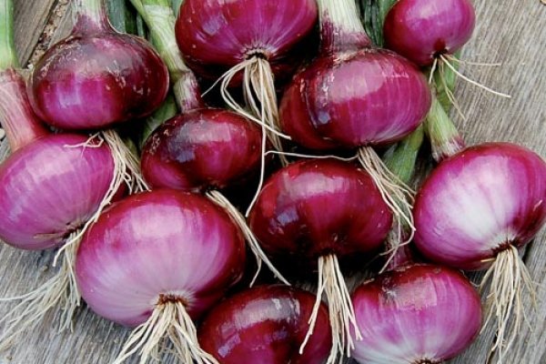 Mega onion mega zerkalo